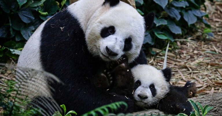 singapores first giant panda